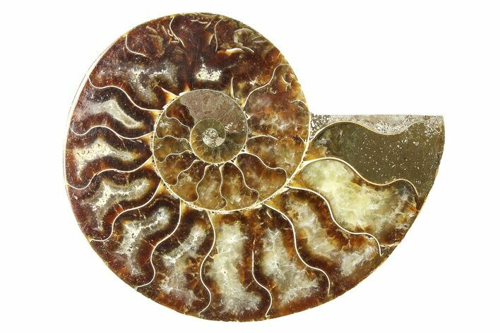 Agatized Ammonite Fossil (Half) - Madagascar #83842
